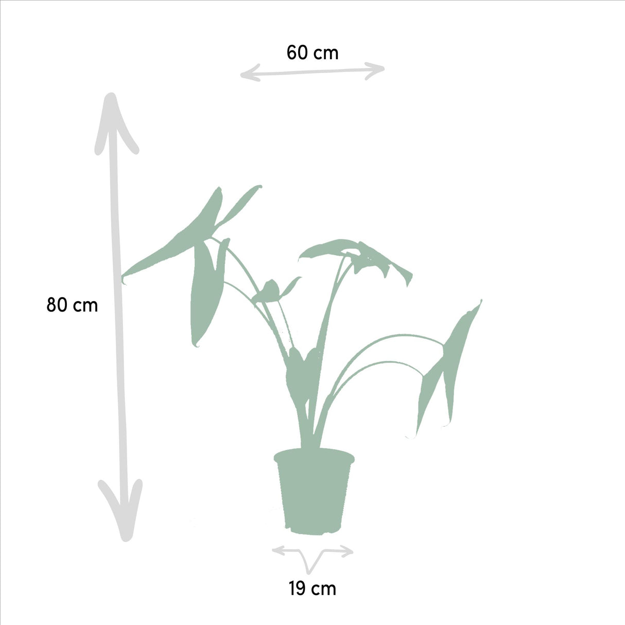 Plantaza Groene Combibox ↕ 60-75 cm hoog  ⟷ 19 cm pot  - 3 kamerplanten