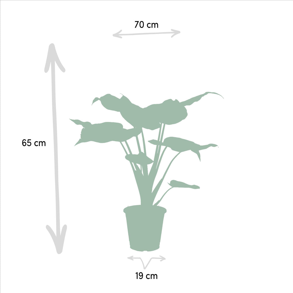 Plantaza Groene Combibox ↕ 60-75 cm hoog  ⟷ 19 cm pot  - 3 kamerplanten