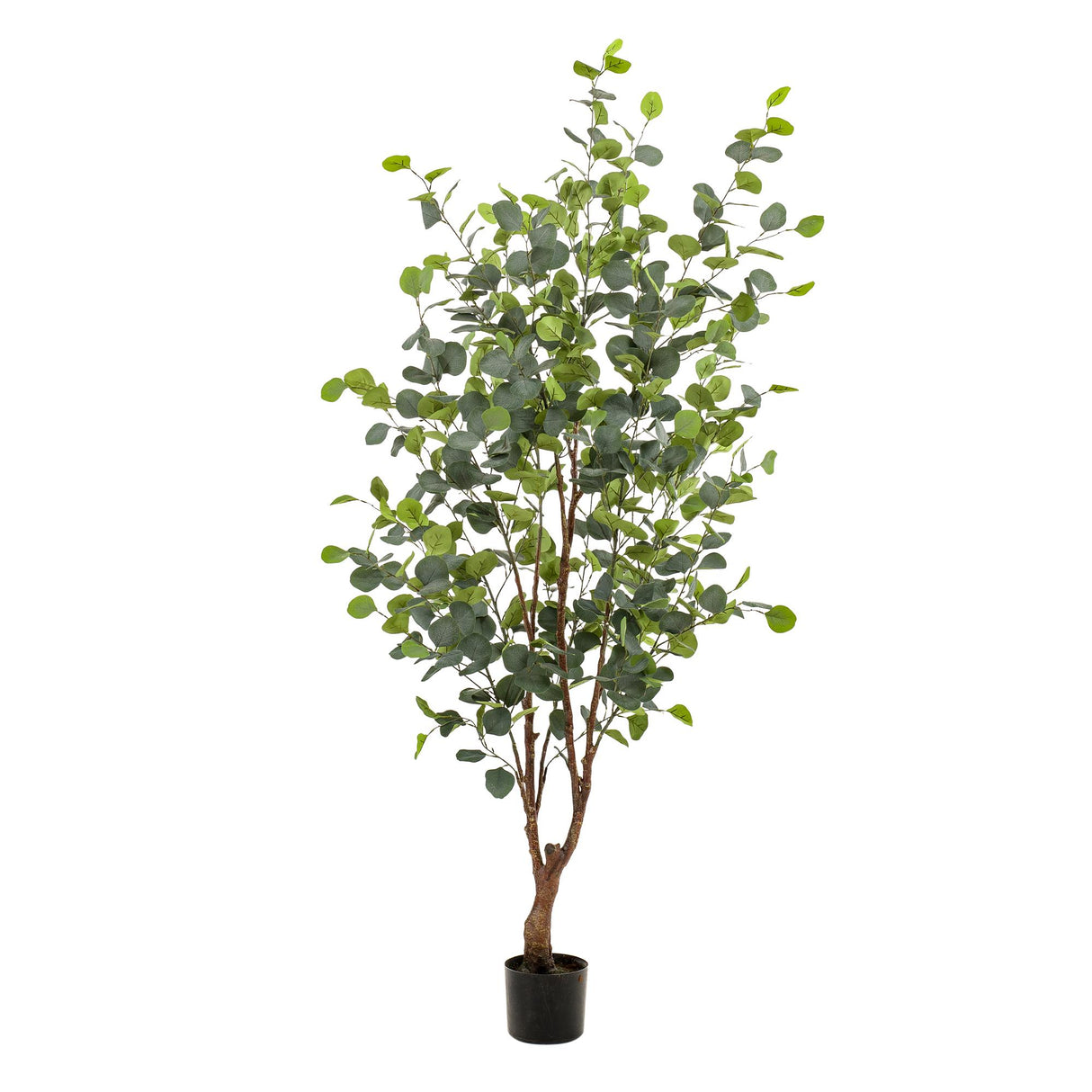 Eucalyptus - Blauwe Gomboom  - ↕ 140 cm hoog  ⟷ 15 cm pot