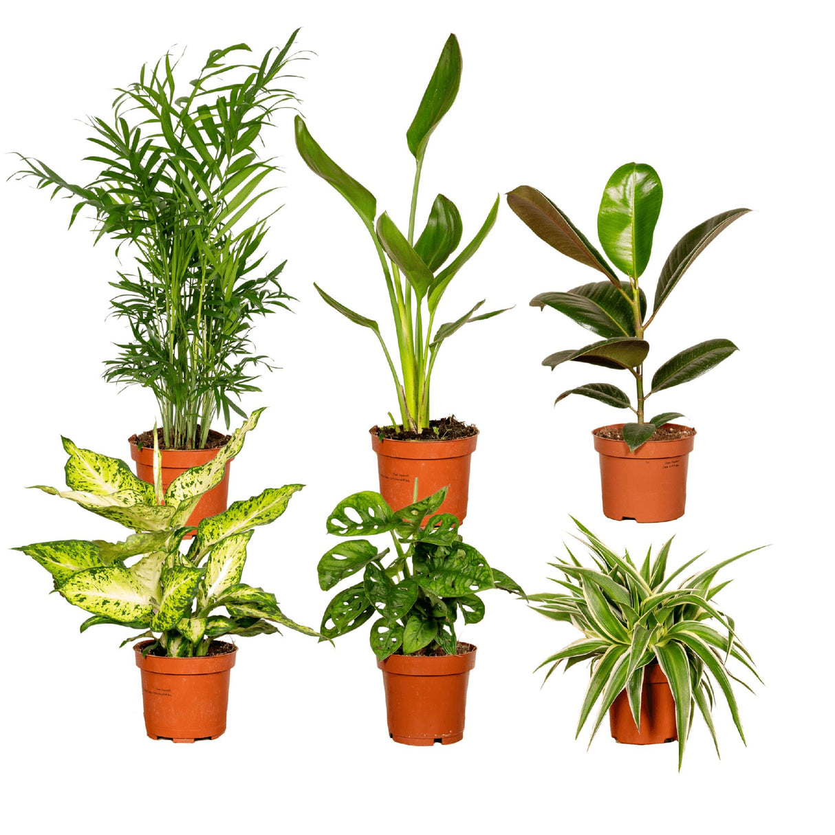 Plantaza Groene Verrassingsbox -↕ 35 cm hoog  ⟷ 12 cm pot - 6 kamerplanten