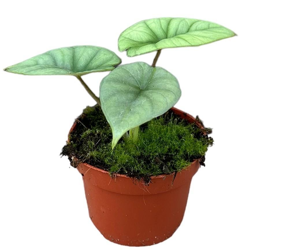 Alocasia Platinum ↕ 15 cm hoog  ⟷ 10,5 cm pot