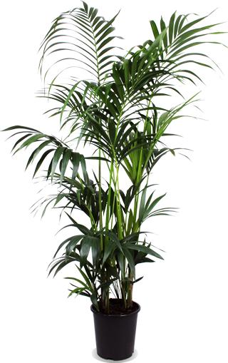 Kentia Palm ↕ 160 cm hoog  ⟷ 27cm pot