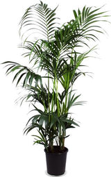 Kentia Palm ↕ 160 cm hoog  ⟷ 27cm pot