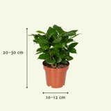 Plantaza Groene Verrassingsbox ↕ 20-30 cm hoog  ⟷ 10-12 cm pot - 5 kamerplanten