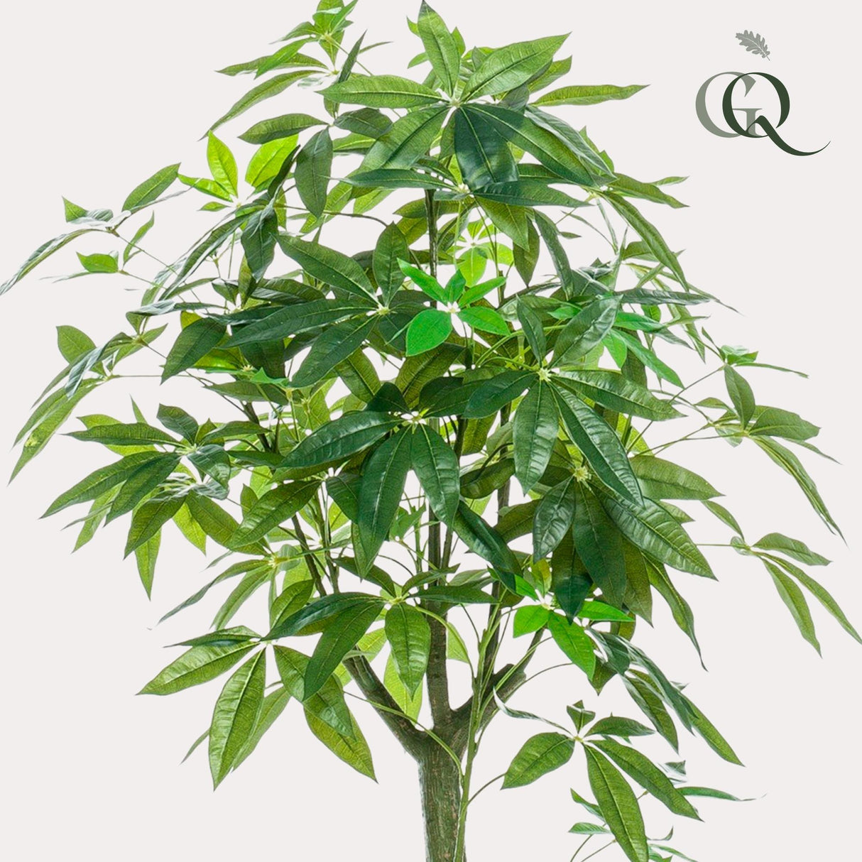 Pachira Aquatica - Geldboom - ↕ 150 cm hoog  ⟷ 15 cm pot