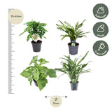 Plantaza Groene Combibox  ↕25-40 cm hoog  ⟷ 12 cm pot - 3 kamerplanten