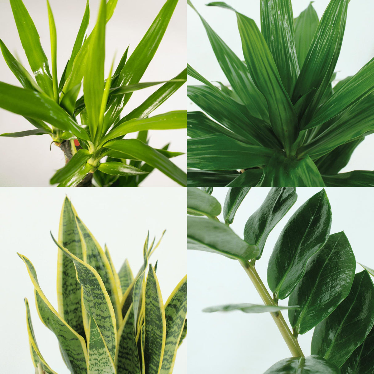 Plantaza Groene Combibox  - ↕ diverse hoogtes  ⟷ 14-17 cm pot - 4 kamerplanten