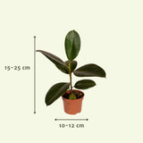 Plantaza Groene Klungelbox  ↕ 15-25 cm hoog ⟷ 12-15 cm pot - 8 kamerplanten