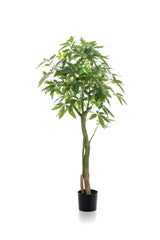 Pachira Aquatica - Geldboom - ↕ 150 cm hoog  ⟷ 15 cm pot