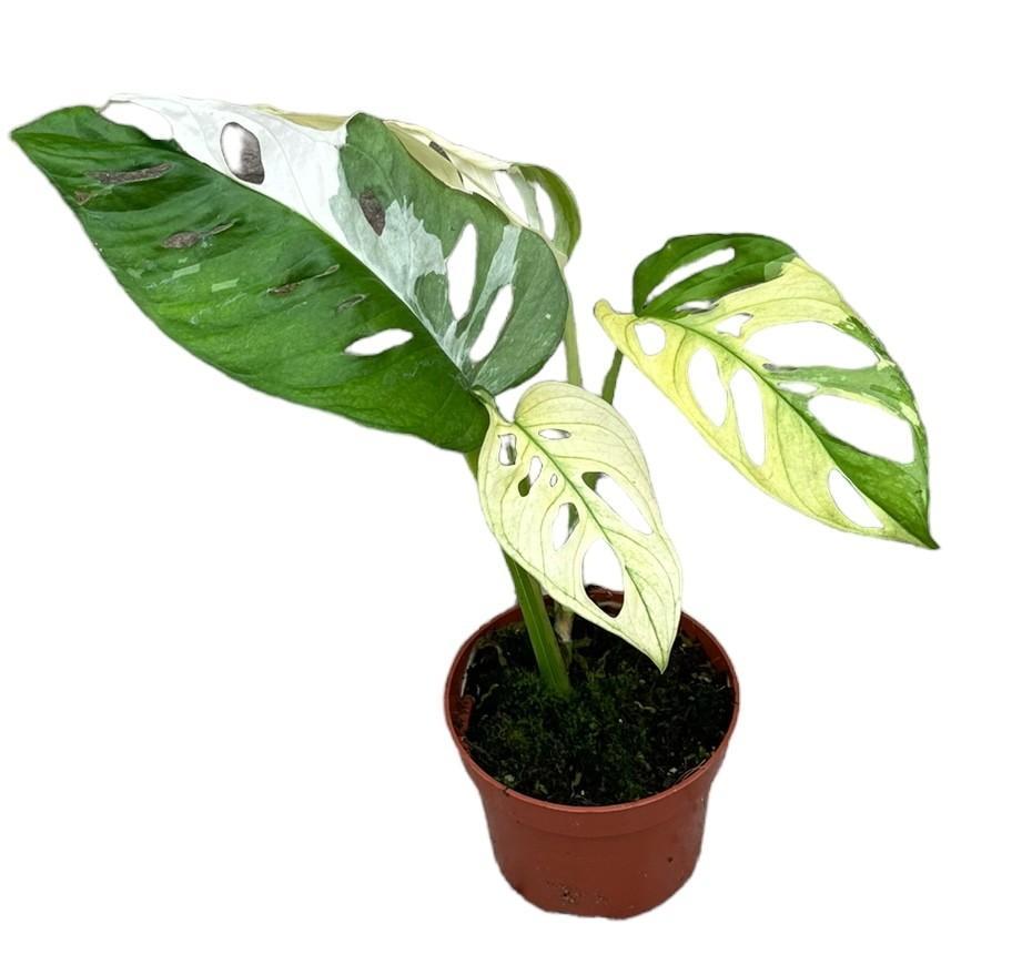 Monstera Adansonii Variegata ↕ 15 cm hoog  ⟷ 10,5