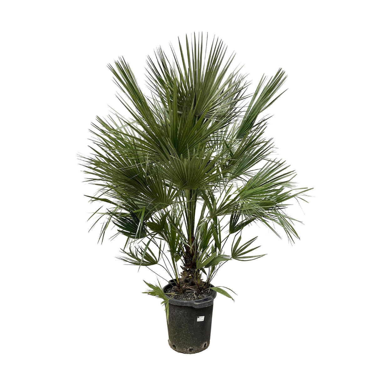 Chamaerops Humilis struik ↕ 200 cm hoog  ⟷ 40 cm pot