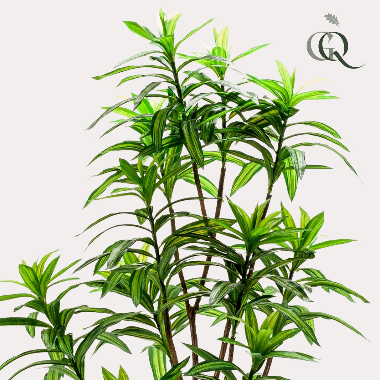 Dracaena - Drakenboom - ↕ 130 cm hoog  ⟷ 14 cm pot