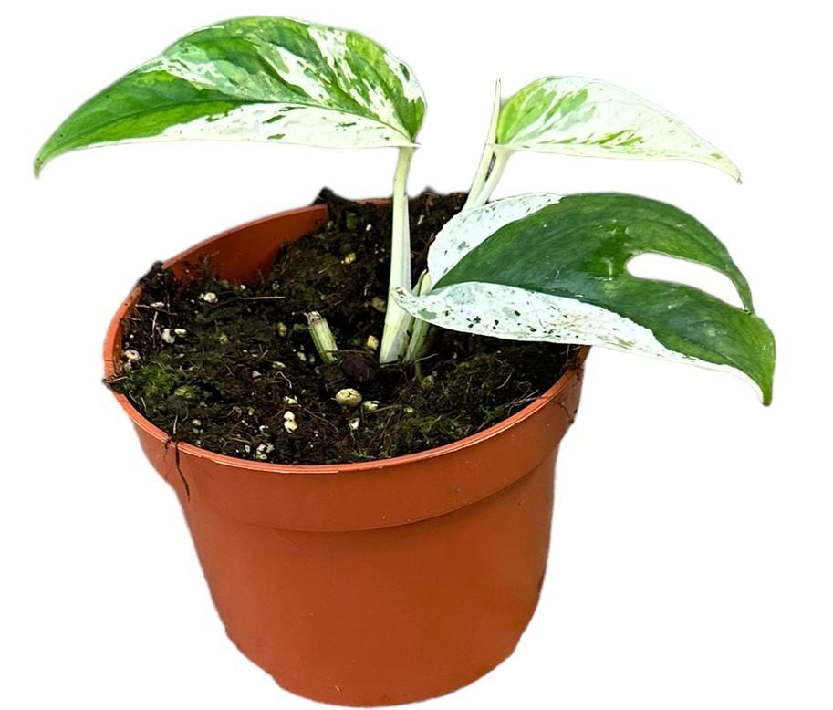 Epipremnum Pinnatum Marble Variegata ↕ 15 cm hoog  ⟷ 10,5 cm pot