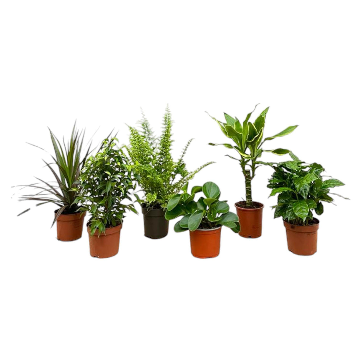 Plantaza Groene Verrassingsbox ↕ 20-40 cm hoog  ⟷ 12 cm pot - 6 kamerplanten