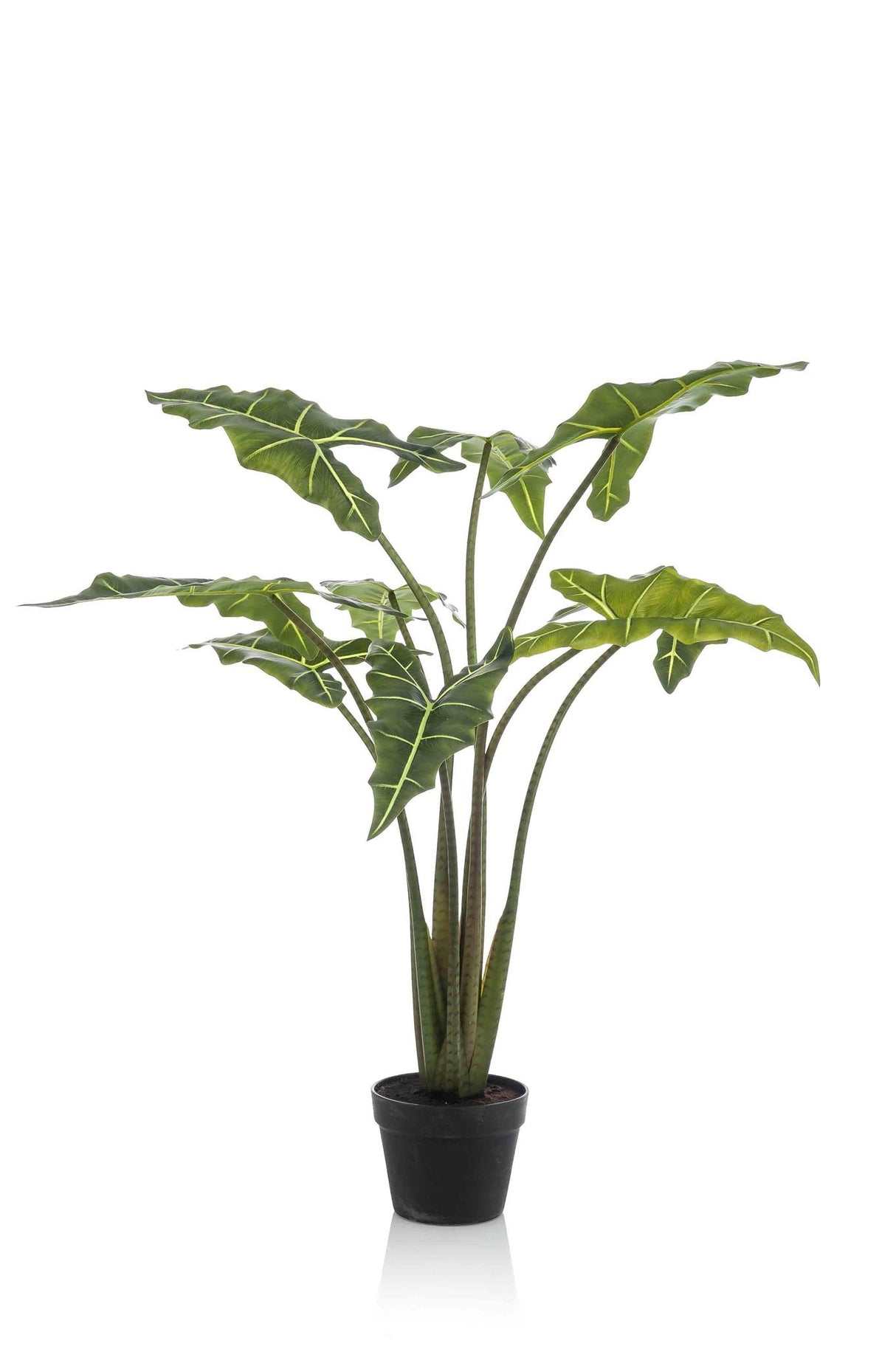 Alocasia Frydek - Olifantsoor - ↕ 100 cm hoog  ⟷ 14 cm pot