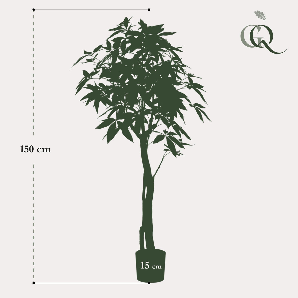 Pachira Aquatica - Geldboom - ↕ 150 cm hoog  ⟷ 15 cm pot