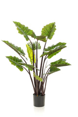 CAROLINA - Colocasia Pink China - Olifantsoor ↕ 130 cm hoog  ⟷ 15 cm pot