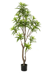 Dracaena - Drakenboom - ↕ 155 cm hoog  ⟷ 14 cm pot