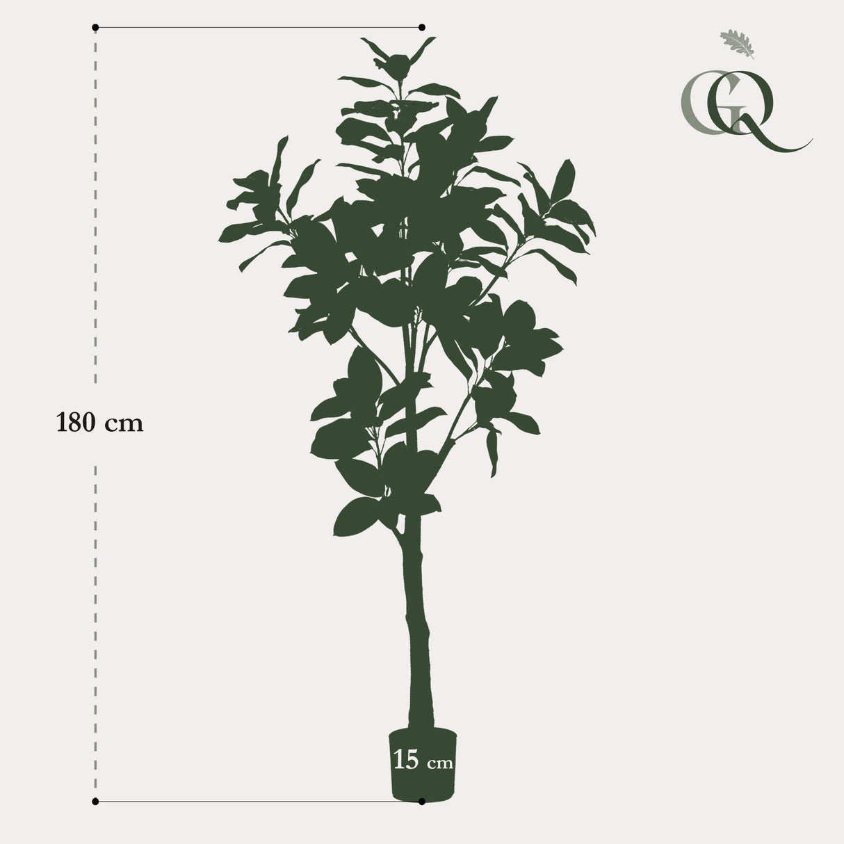 Magnolia Grandiflora - ↕ 180 cm hoog  ⟷ 15 cm pot