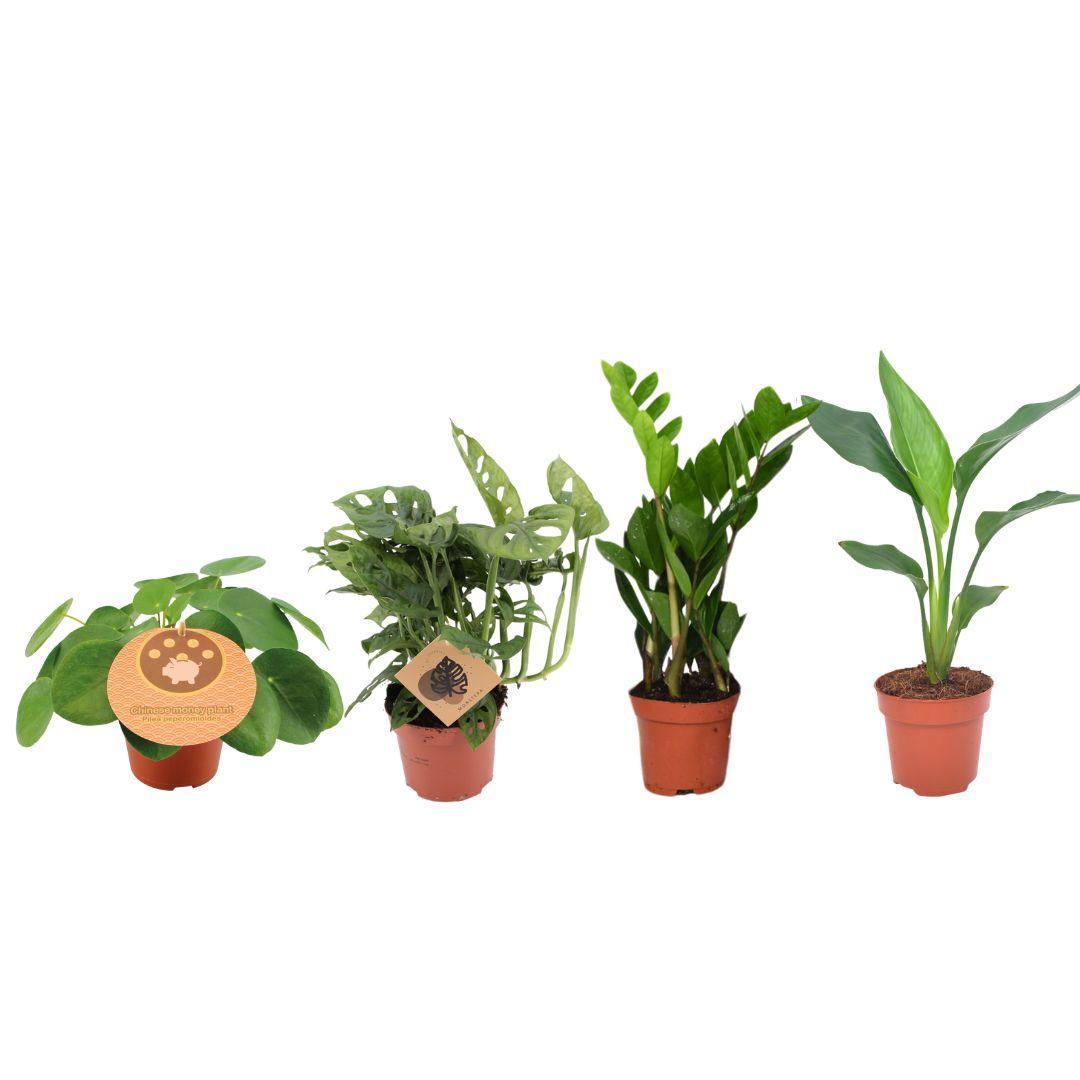 Plantaza Groene Combibox - ↕ 20-40 cm hoog  ⟷ 12 cm pot - 4 kamerplanten