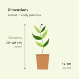 Plantaza Groene Combibox Diervriendelijk ↕ 20-40 cm hoog  ⟷ 12 cm pot - 4 kamerplanten