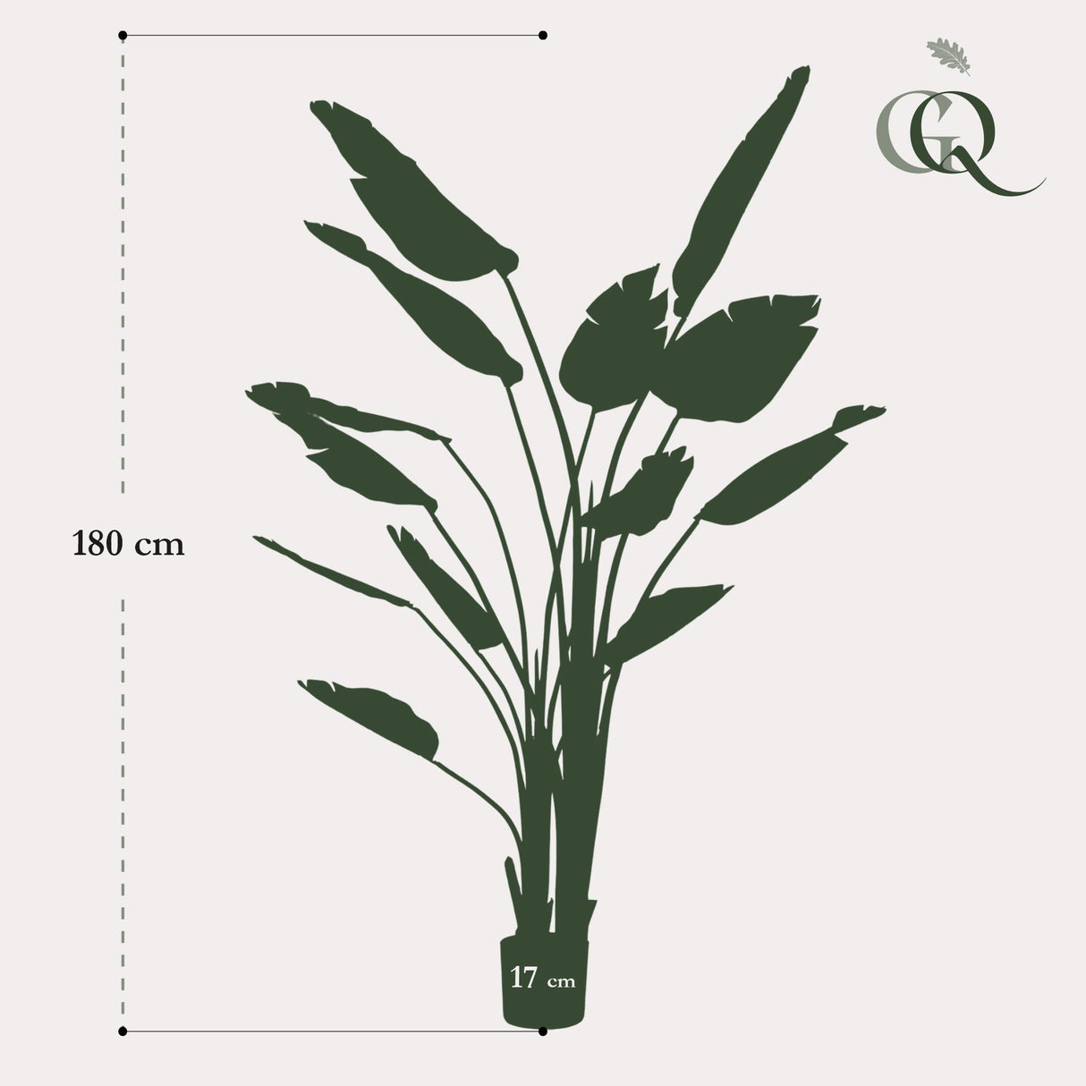 Strelitzia Nicolai - Paradijsvogelbloem - ↕ 180 cm hoog  ⟷ 17 cm pot