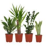 Plantaza Groene Combibox  - ↕ diverse hoogtes  ⟷ 14-17 cm pot - 4 kamerplanten