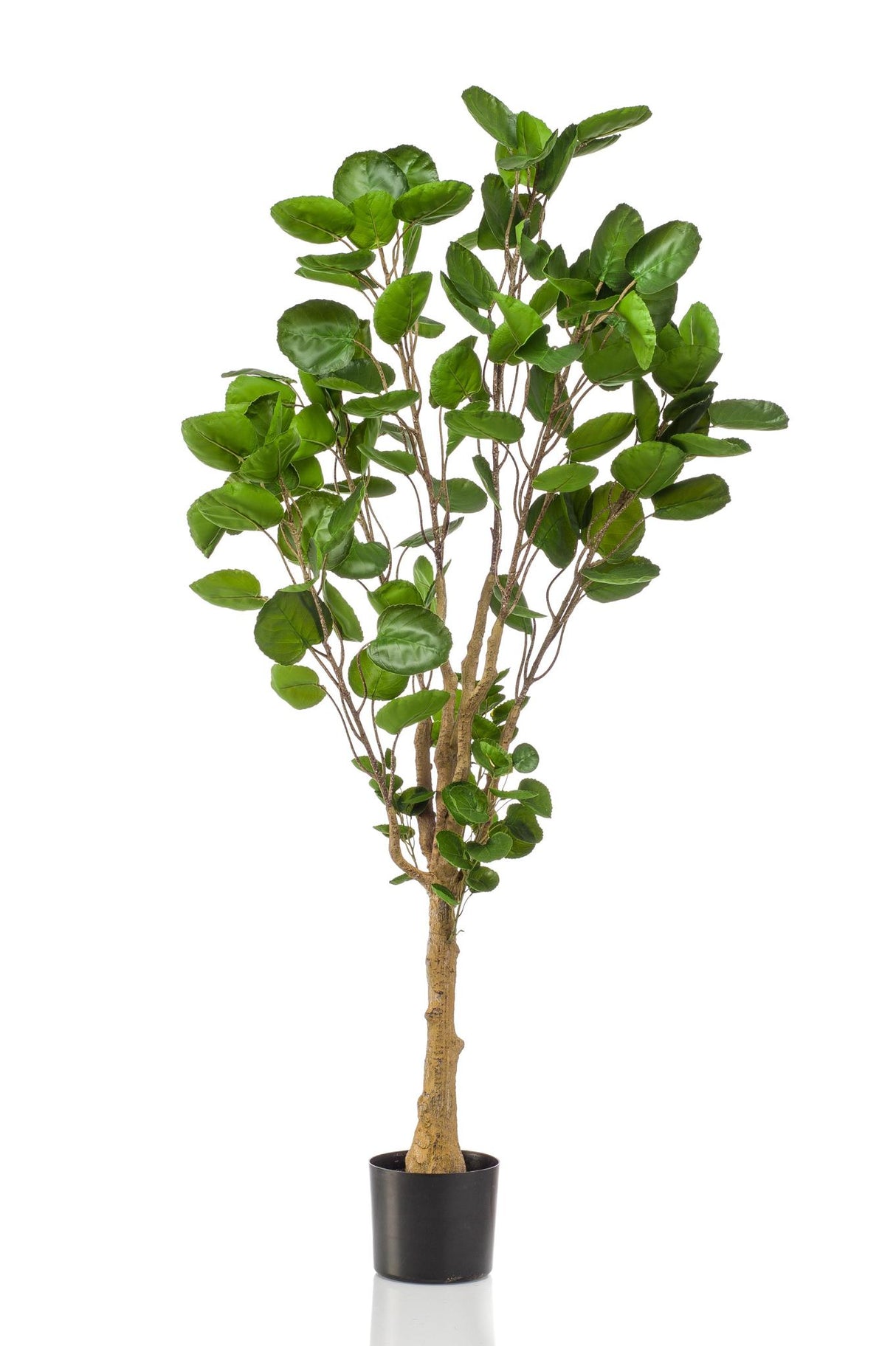 Polyscias - Aralia - ↕ 150 cm hoog  ⟷ 15 cm pot