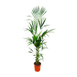 Kentia palm ↕ 180 cm hoog  ⟷ 24 cm pot