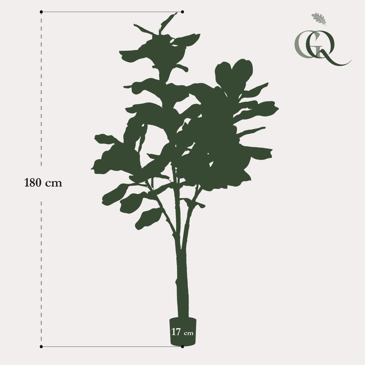 Ficus Lyrata - Tabaksplant - ↕ 180 cm hoog  ⟷ 17 cm pot