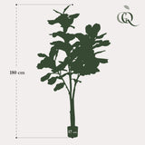 Ficus Lyrata - Tabaksplant - ↕ 180 cm hoog  ⟷ 17 cm pot