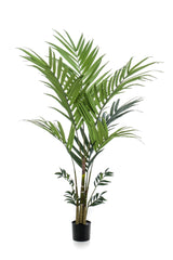 Kentia -Kentiapalm - ↕ 180cm hoog  ⟷ 15 cm pot