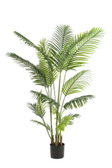 Howea Forsteriana  - ↕ 160 cm hoog  ⟷ 15 cm pot