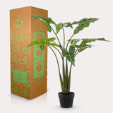 Alocasia Frydek - Olifantsoor - ↕ 100 cm hoog  ⟷ 14 cm pot