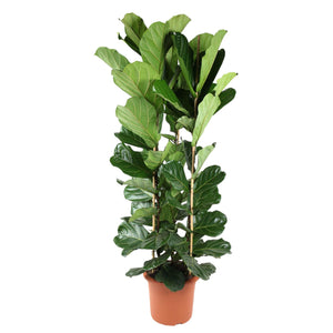 Ficus (Rubberboom)