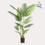 Howea Forsteriana  - ↕ 160 cm hoog  ⟷ 15 cm pot