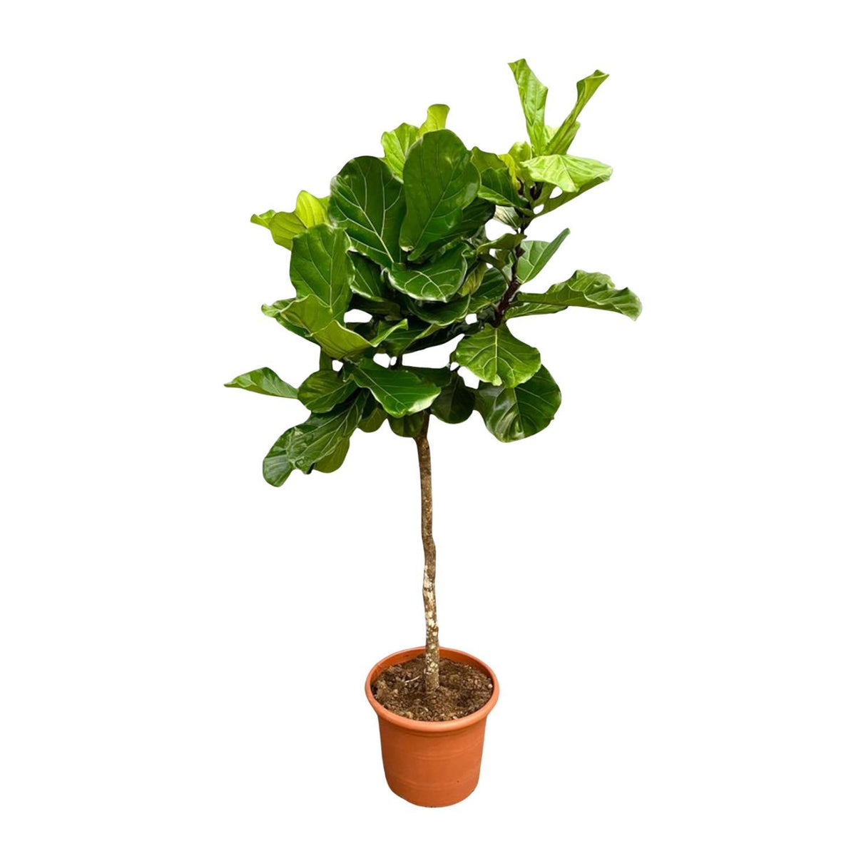 Ficus Lyrata boom ↕ 200 cm hoog  ⟷ 40 cm pot