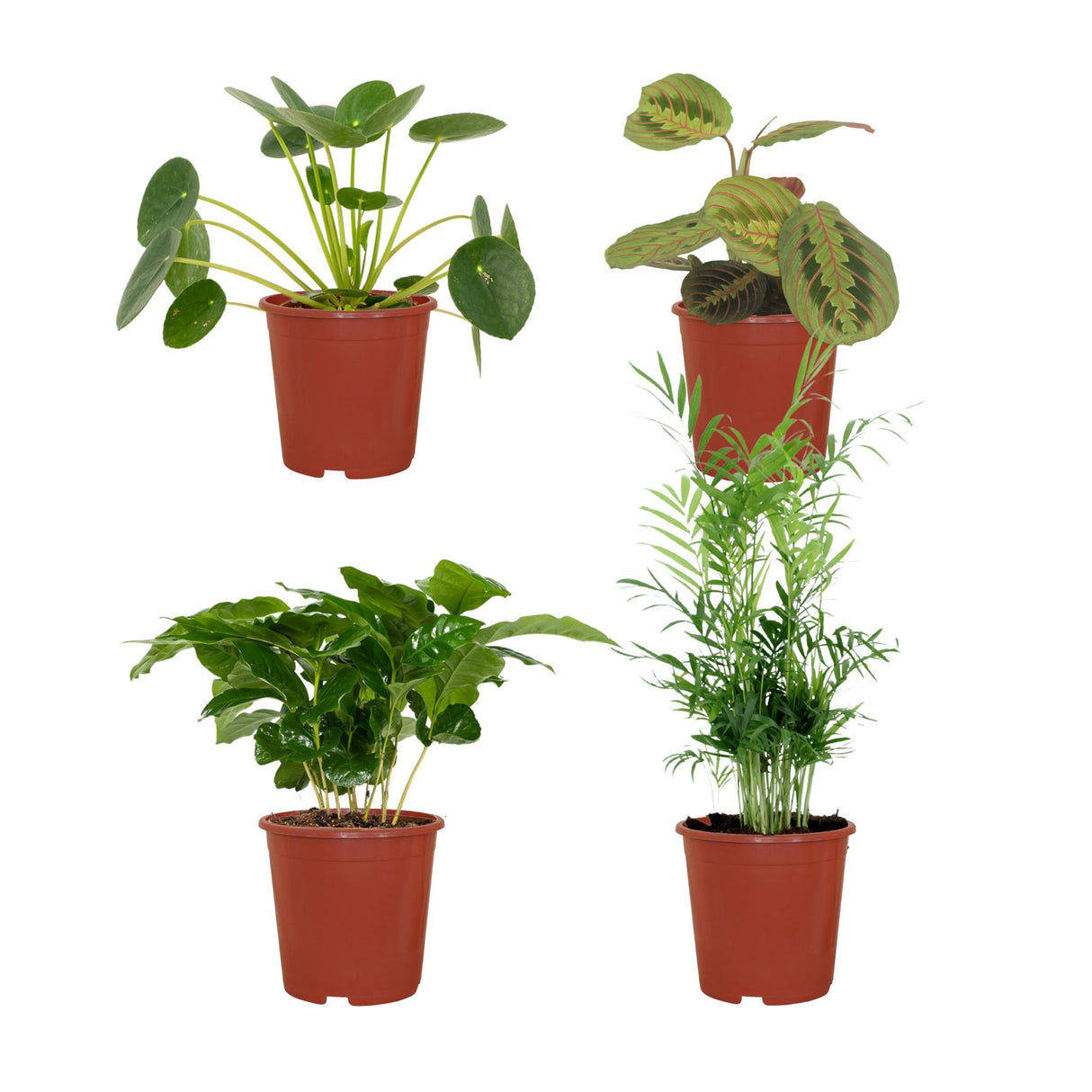 Plantaza Groene Combibox Diervriendelijk ↕ 20-40 cm hoog  ⟷ 12 cm pot - 4 kamerplanten