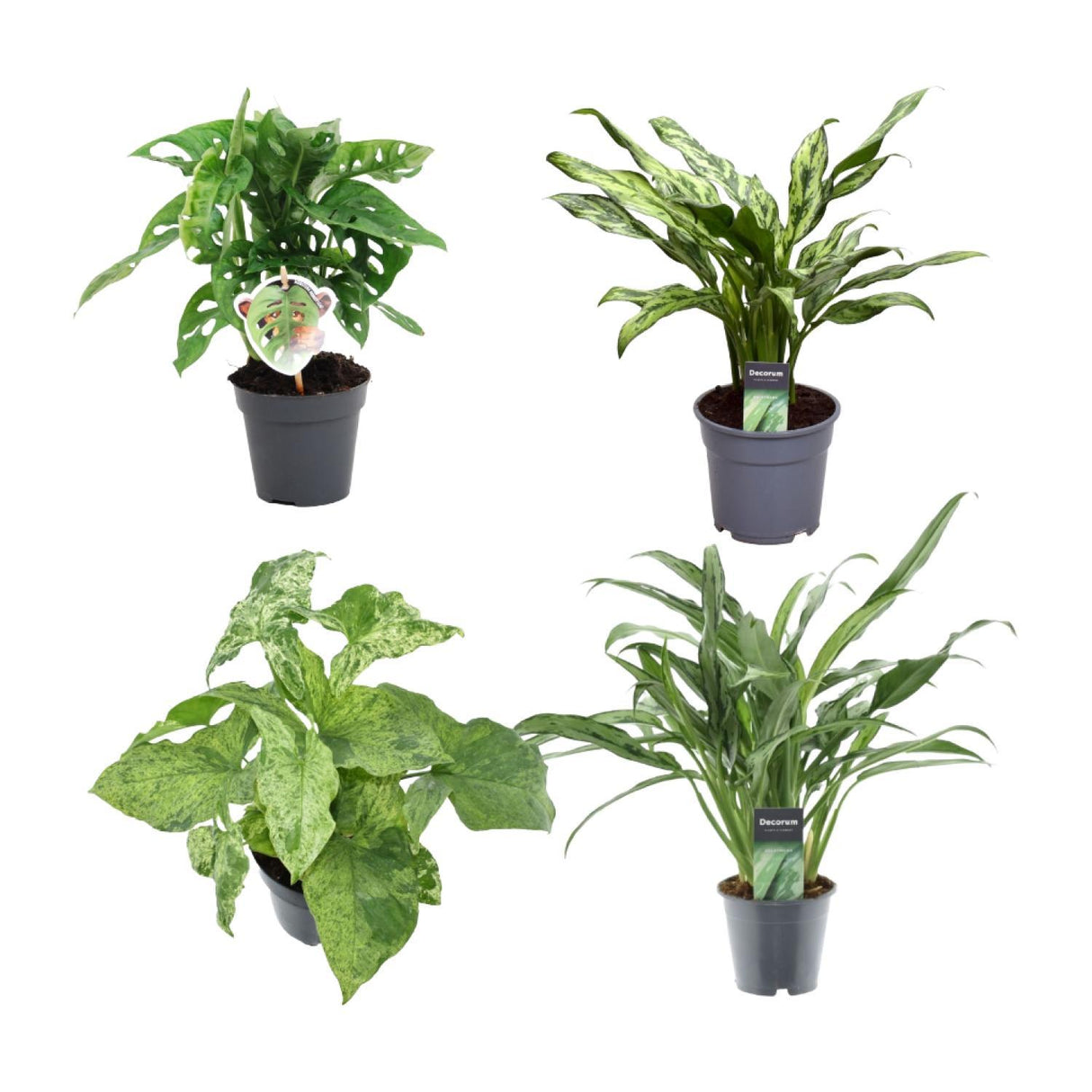 Plantaza Groene Combibox  ↕25-40 cm hoog  ⟷ 12 cm pot - 3 kamerplanten