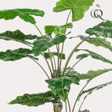 OVIDIO - Alocasia - Olifantsoor ↕180  cm hoog  ⟷ 15 cm pot