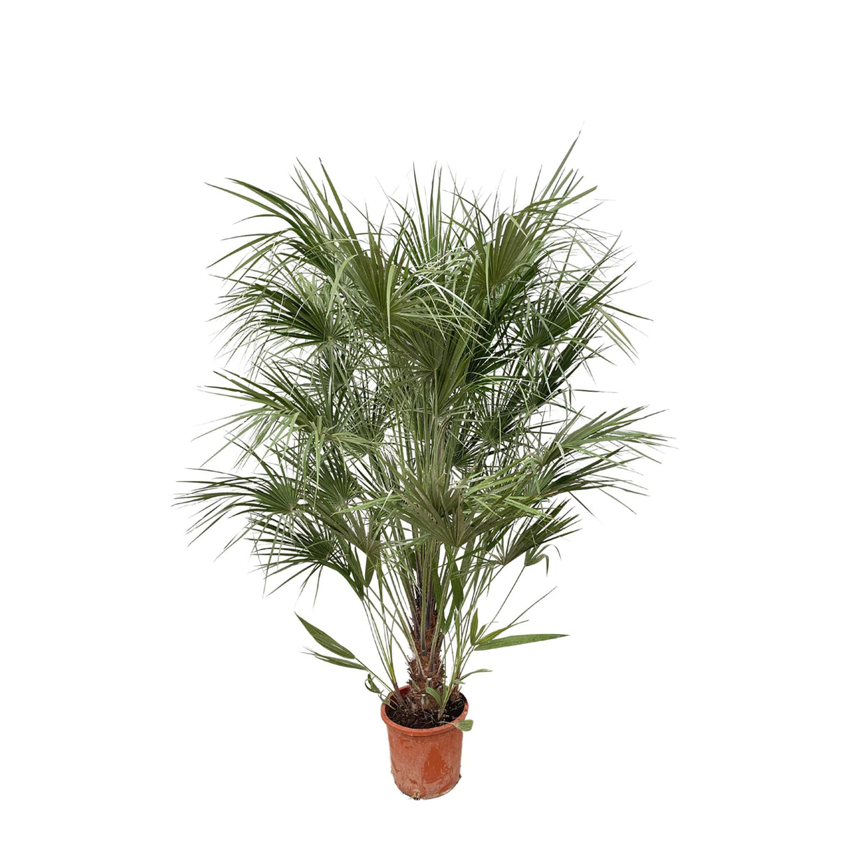 Chamaerops Humilis struik  ↕ 170 cm hoog  ⟷ 30 cm pot