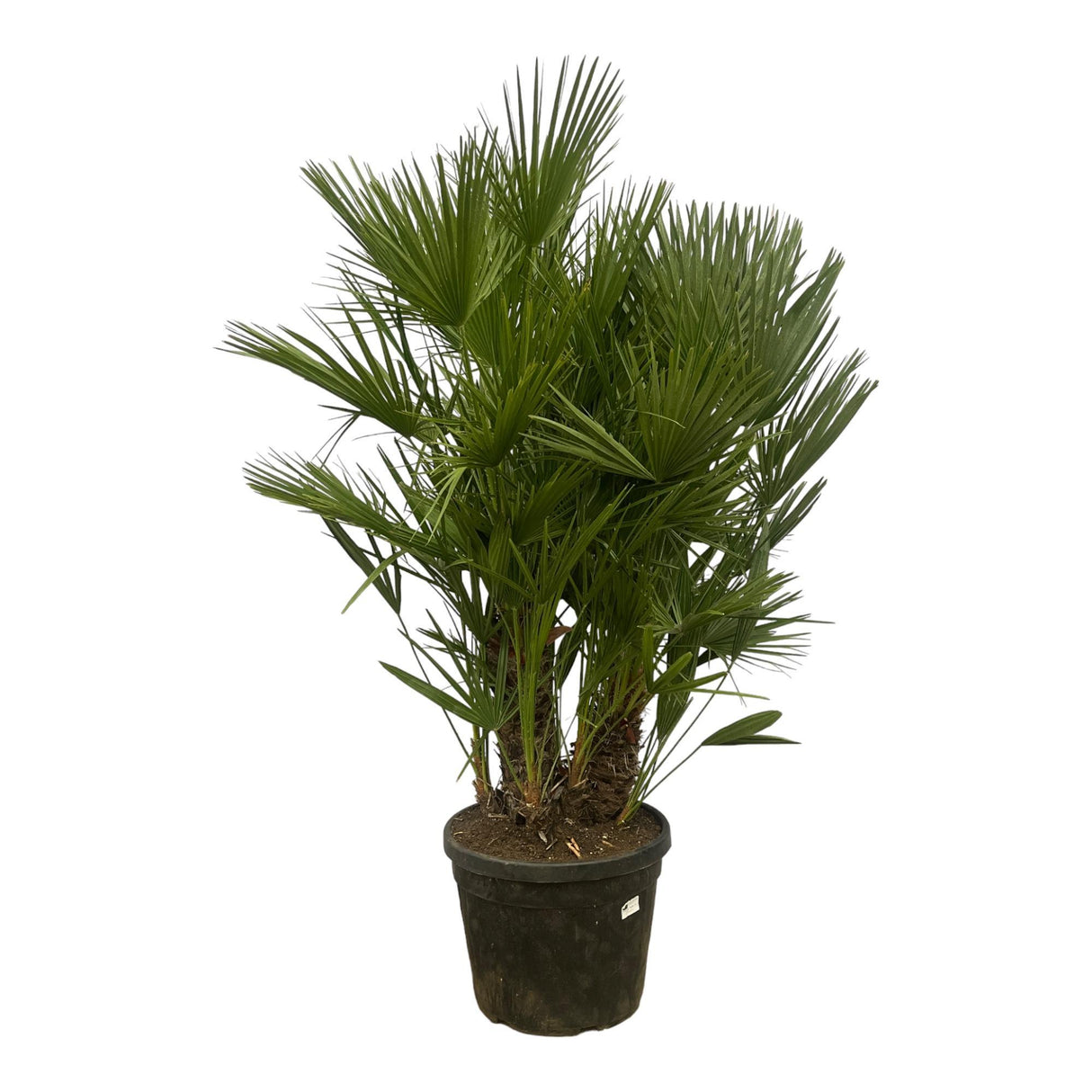 Chamaerops Humilis multi stam ↕ 180 cm hoog  ⟷ 45 cm pot