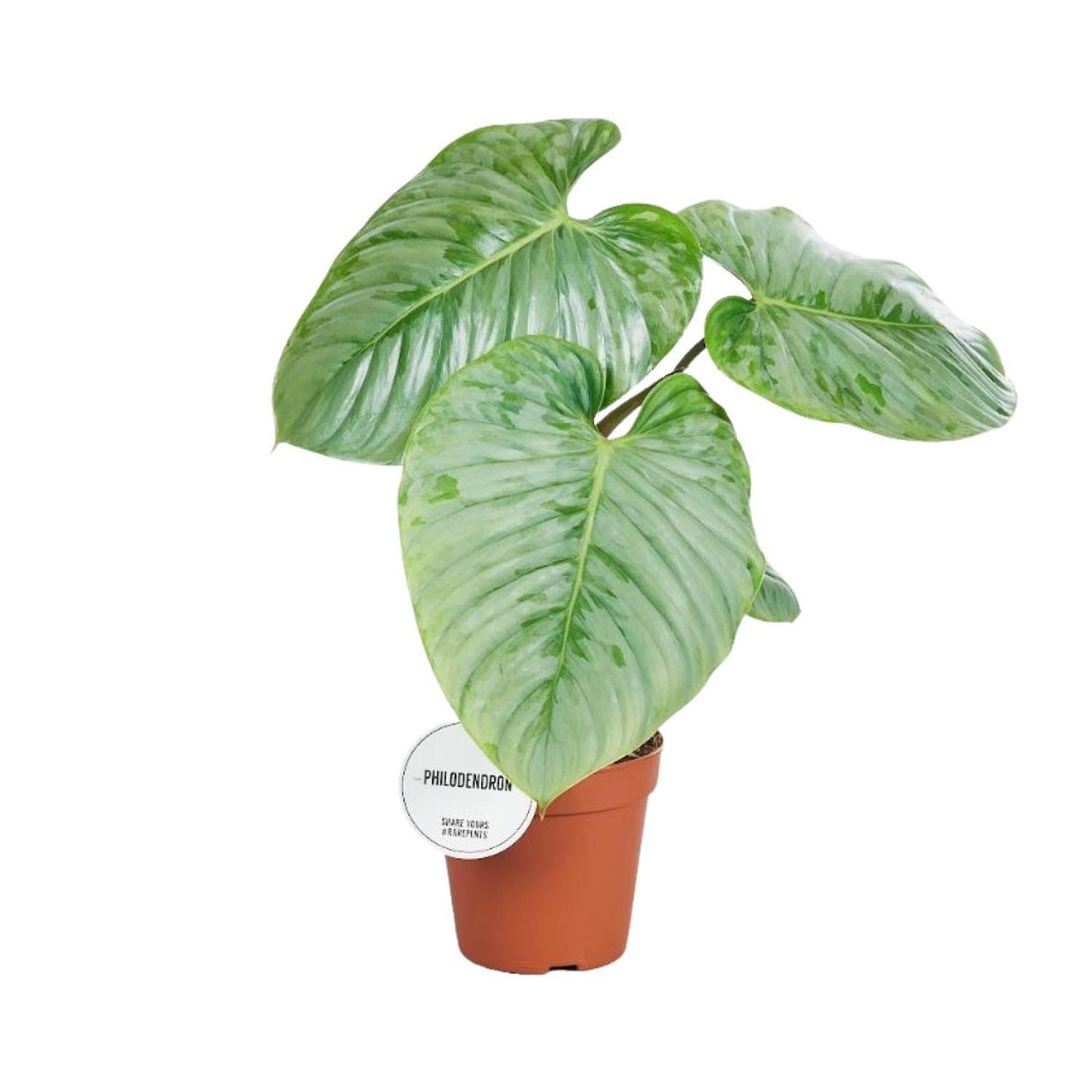 Philodendron Sodiroi ↕ 40 cm hoog  ⟷ 15 cm pot