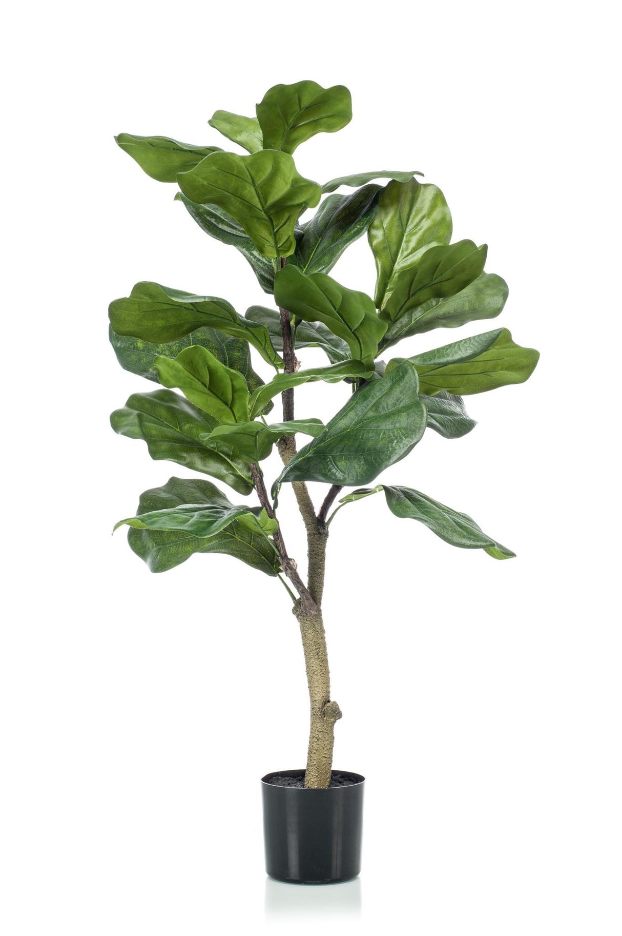 Ficus Lyrata - Tabaksplant - ↕ 100 cm hoog  ⟷ 12 cm pot