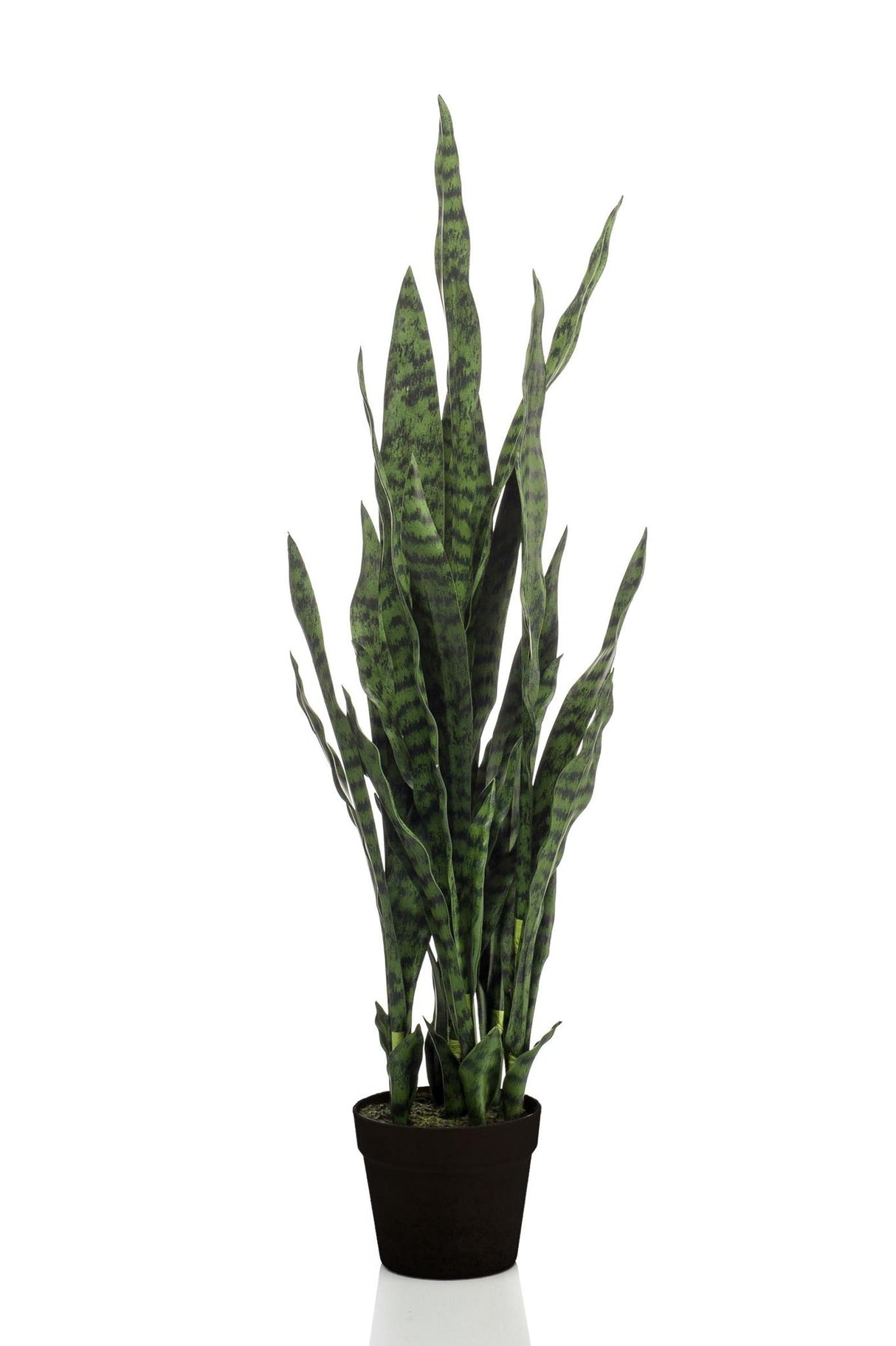 Sanseveria black coral - Vrouwentong - ↕ 97 cm hoog  ⟷ 12 cm pot