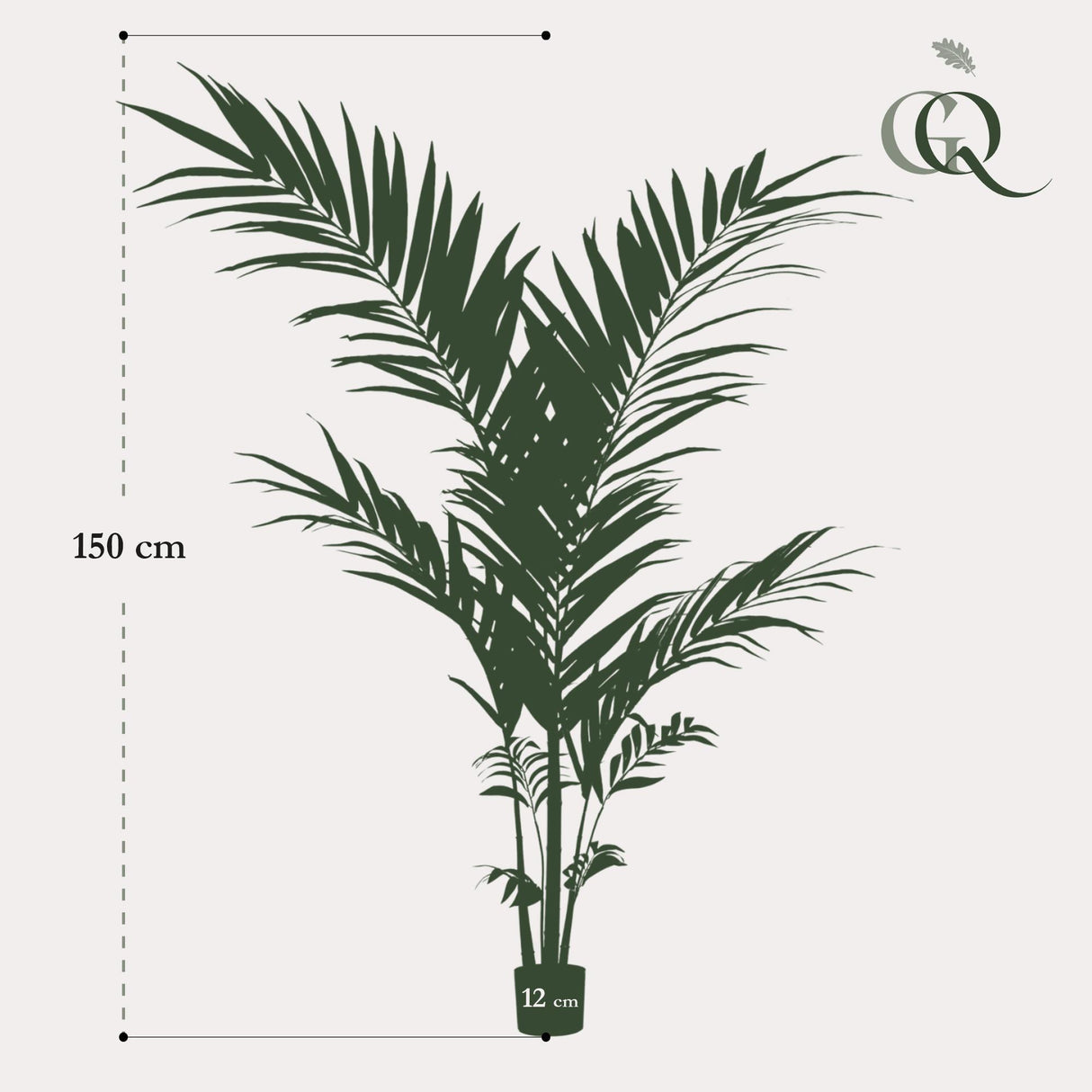 Kentia -Kentiapalm - ↕ 150 cm hoog  ⟷ 12 cm pot