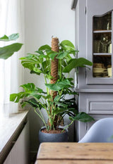 Monstera Deliciosa met Mosstok ↕ 150 cm hoog  ⟷ 27 cm potm