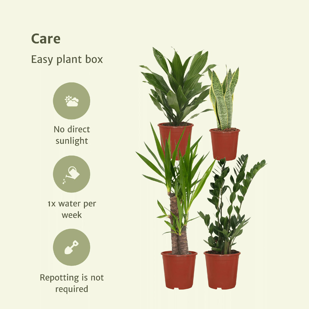 Plantaza Groene Combibox  - ↕ diverse hoogtes  ⟷ 14-17 cm pot - 4 kamerplanten