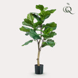 Ficus Lyrata - Tabaksplant - ↕ 100 cm hoog  ⟷ 12 cm pot