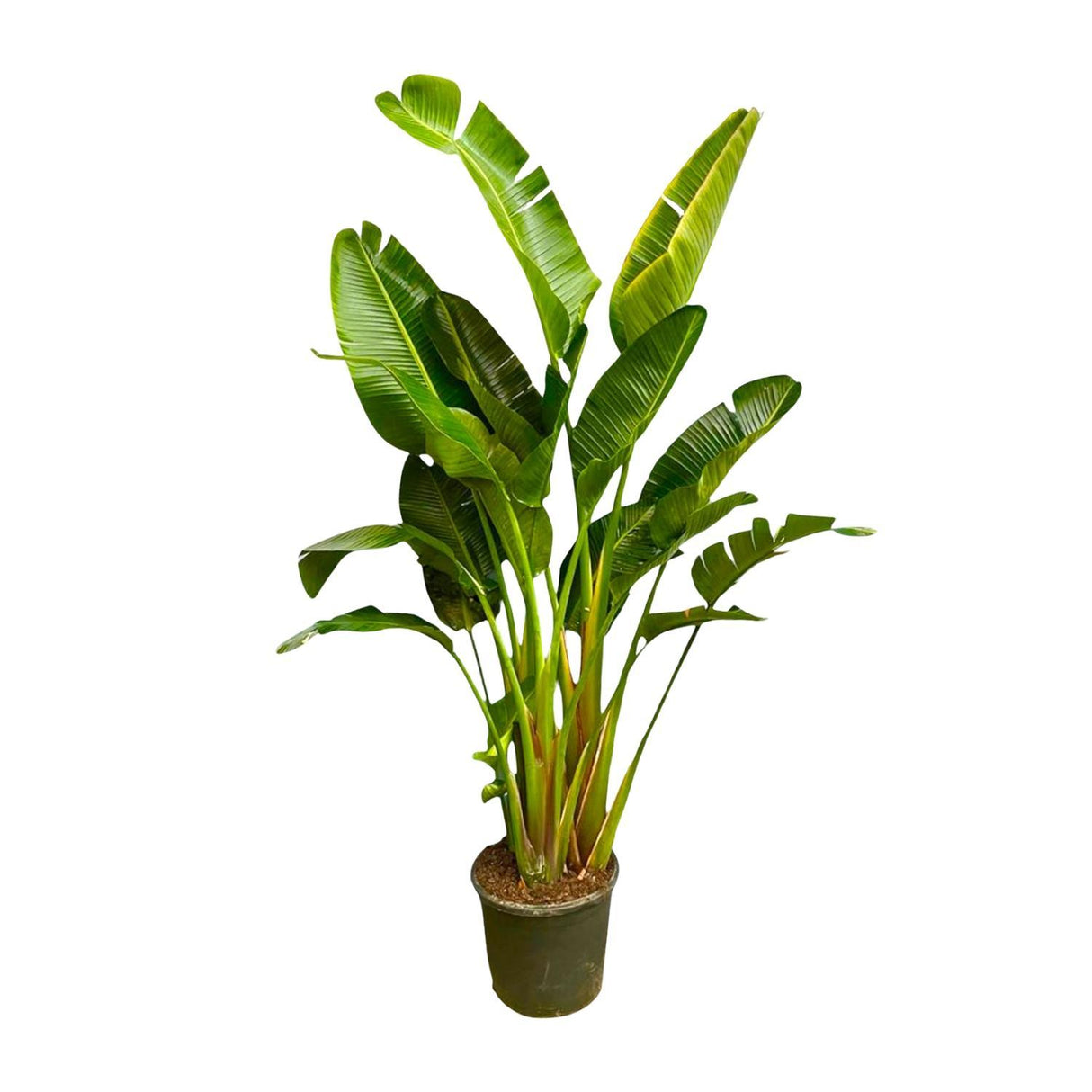 Strelitzia Augusta Multi Stam ↕240  cm hoog  ⟷ 50 cm pot